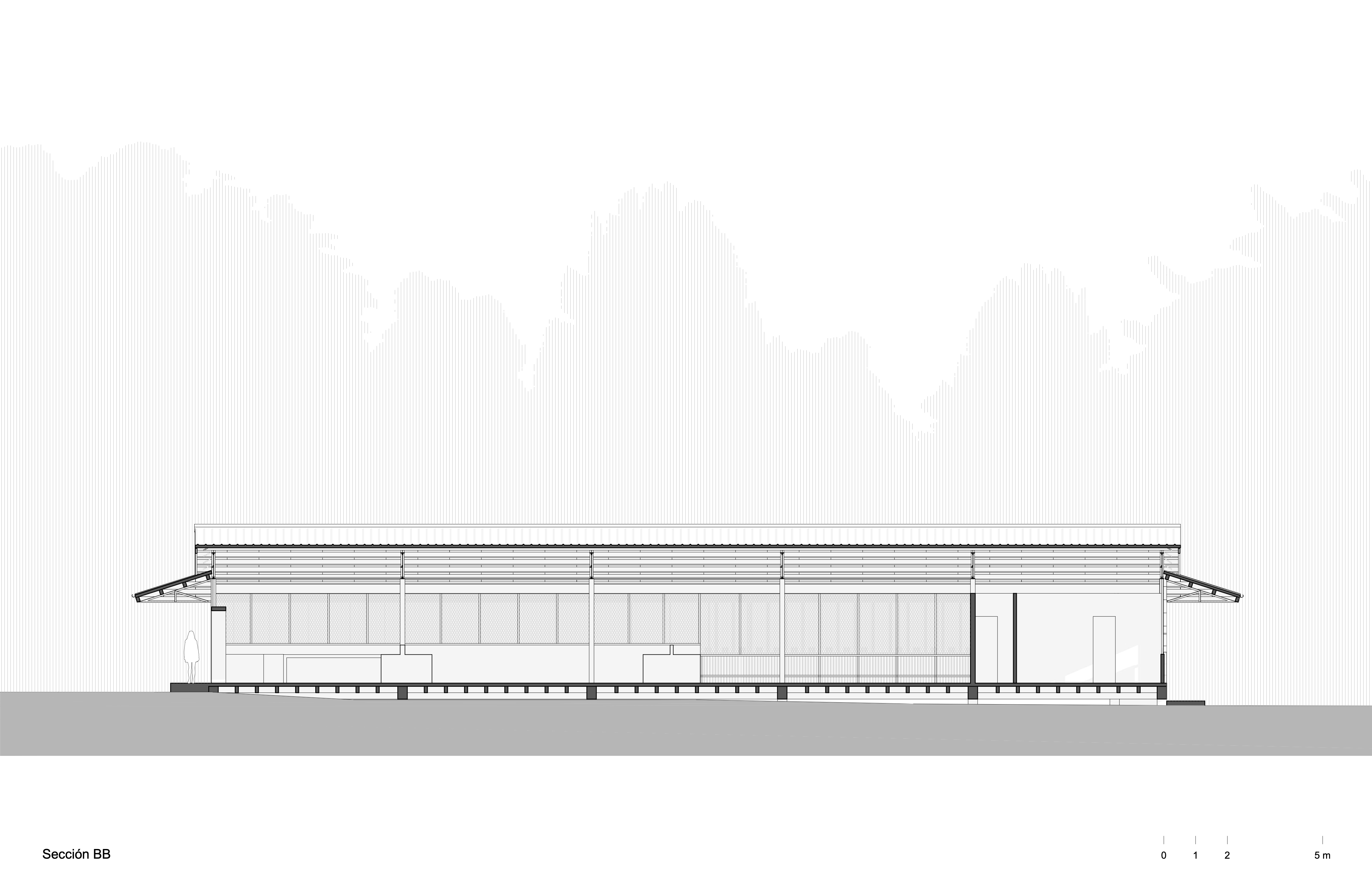 Longitudinal Section